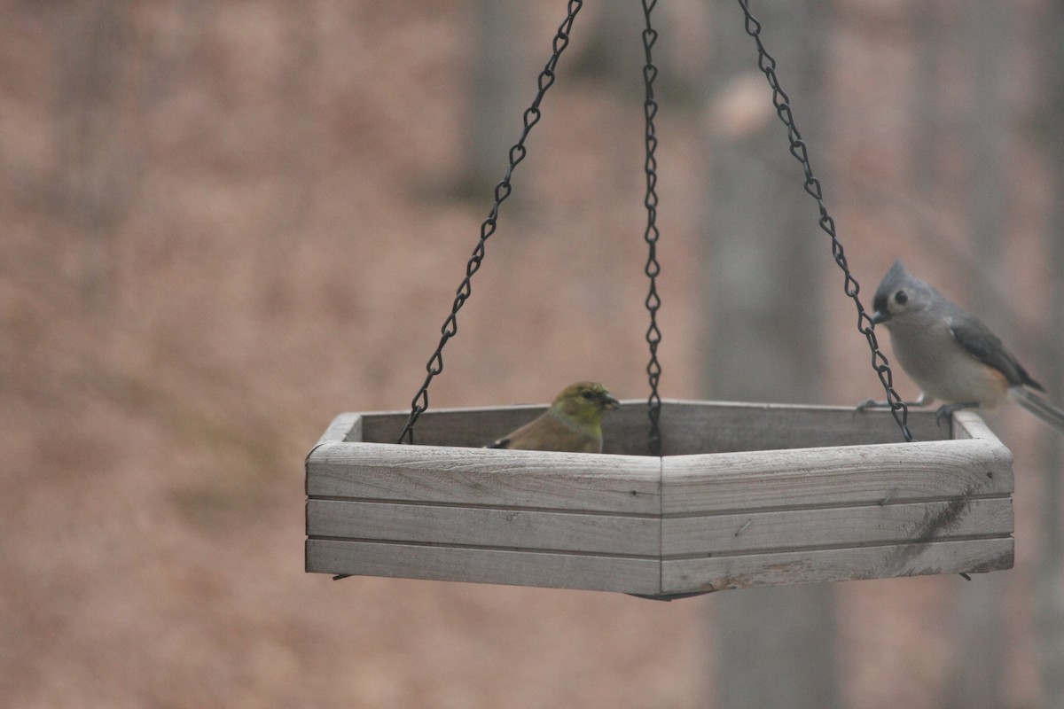 American Goldfinch - ML646359535
