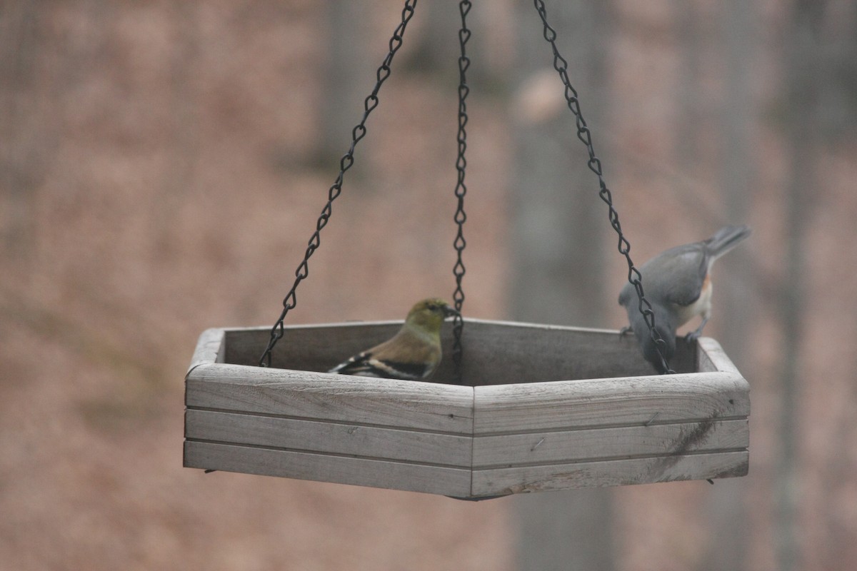 Jilguero Yanqui - ML646359536