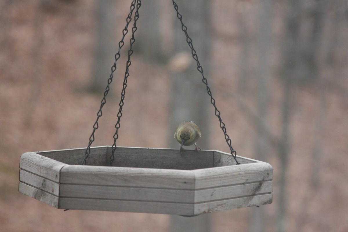 American Goldfinch - ML646359537