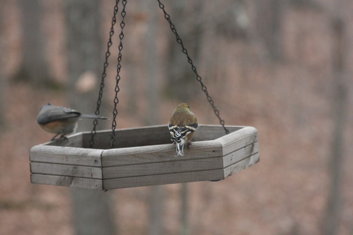 gulstillits - ML646359538