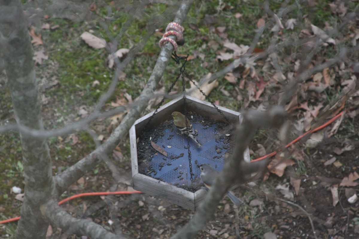 Jilguero Yanqui - ML646359540