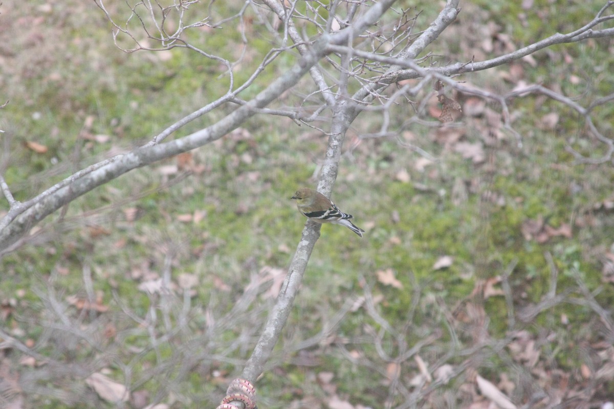 American Goldfinch - ML646359542