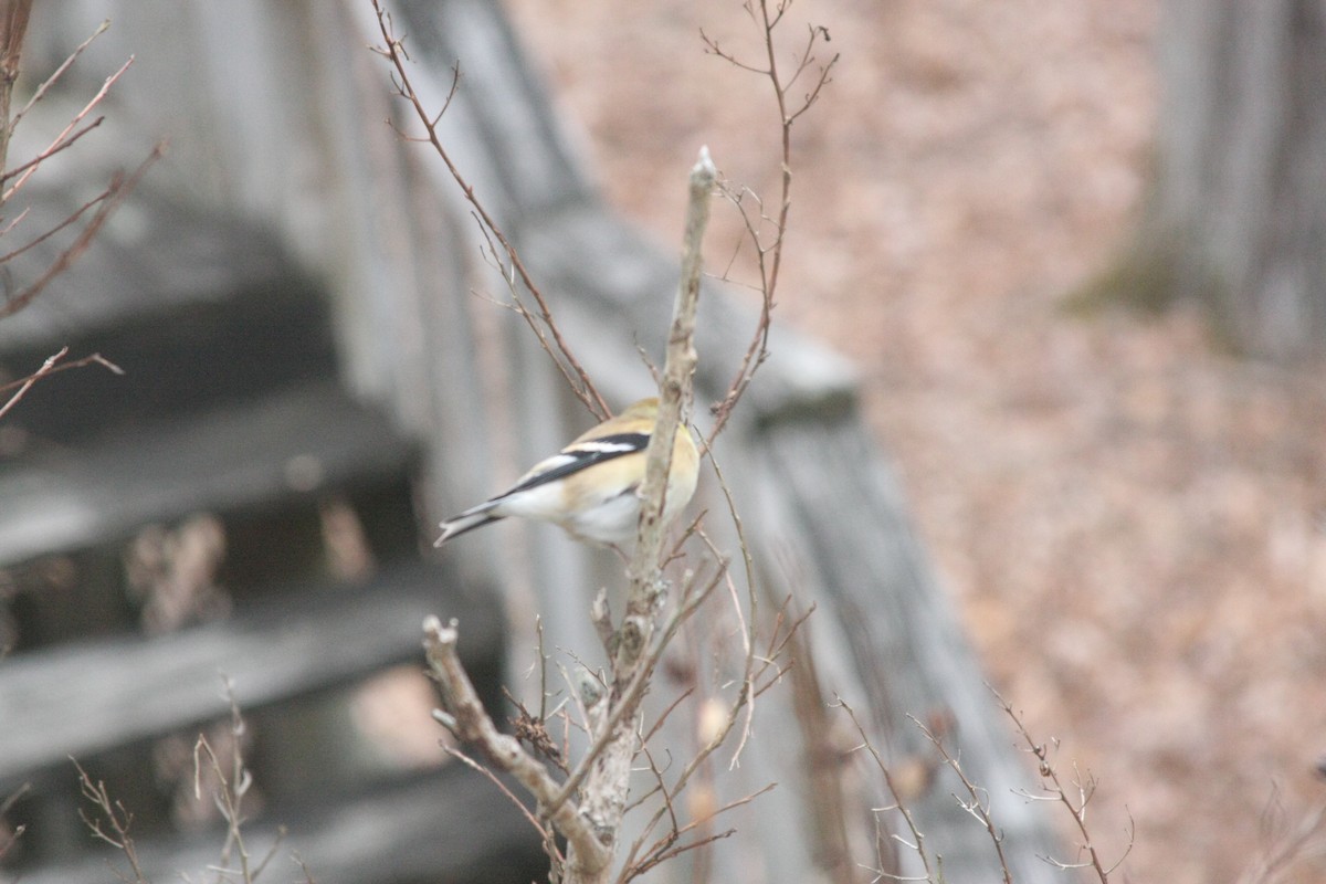American Goldfinch - ML646359543