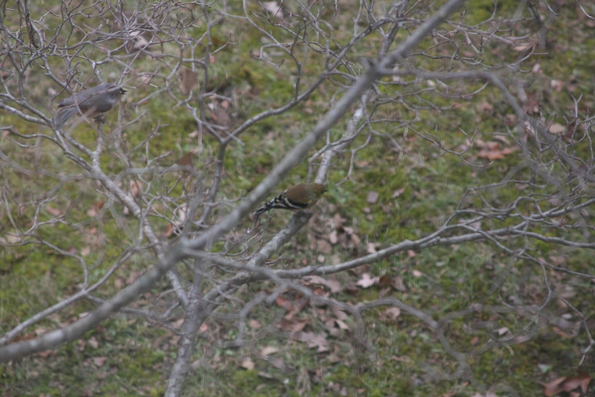 American Goldfinch - ML646359544