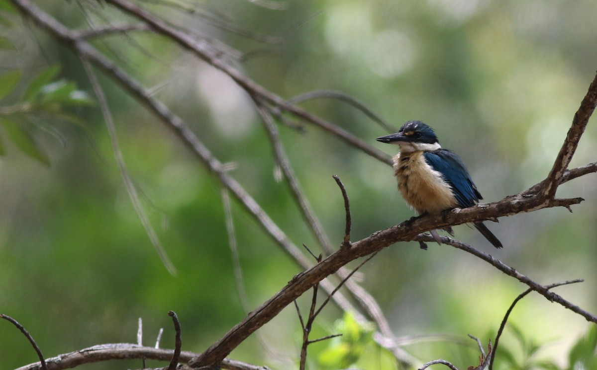 Sacred Kingfisher - ML646359546