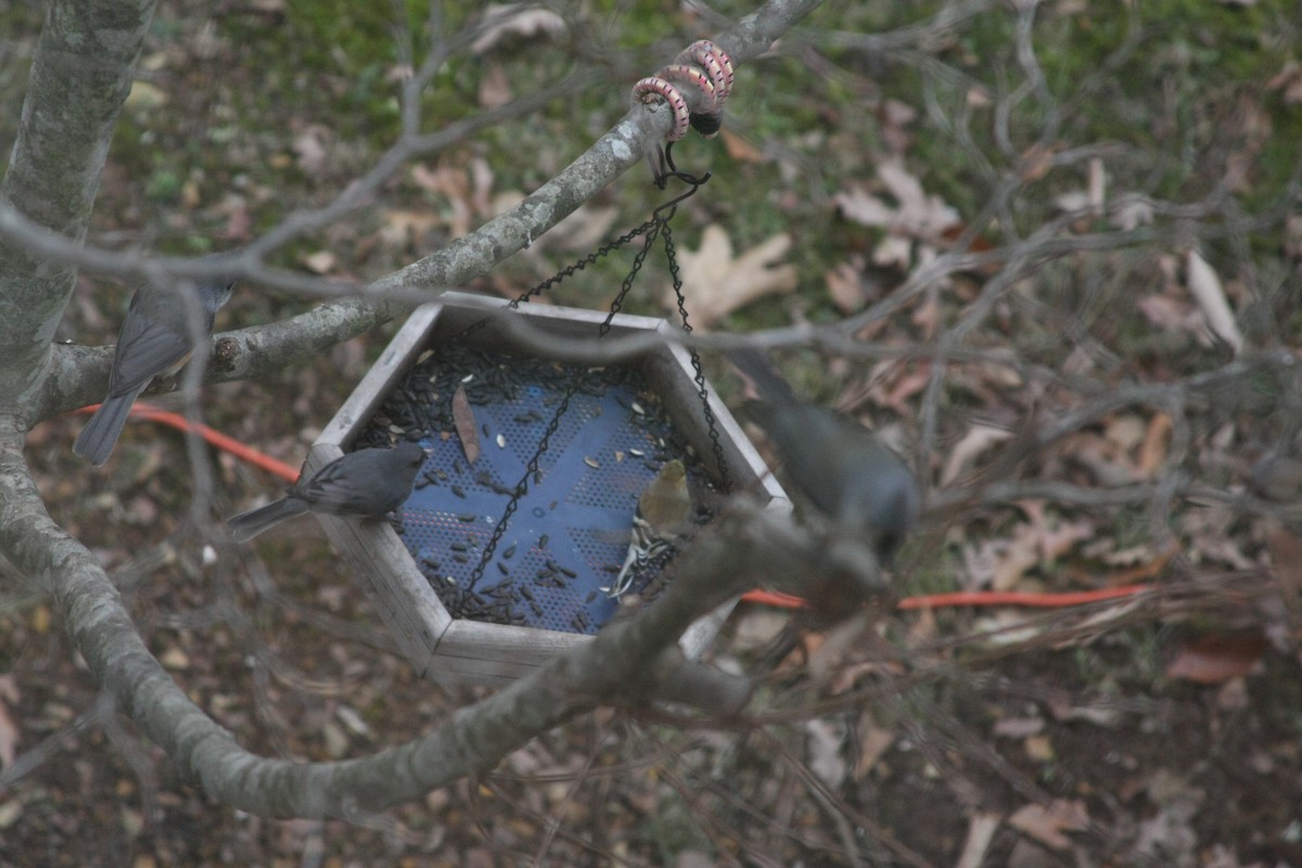 vinterjunko - ML646359549