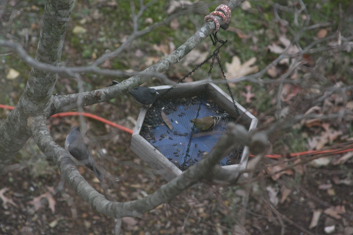 Dark-eyed Junco - ML646359550
