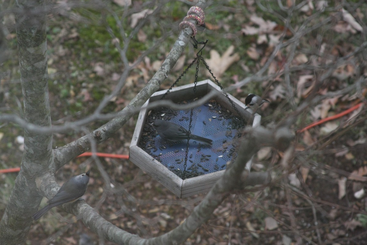 Dark-eyed Junco - ML646359551
