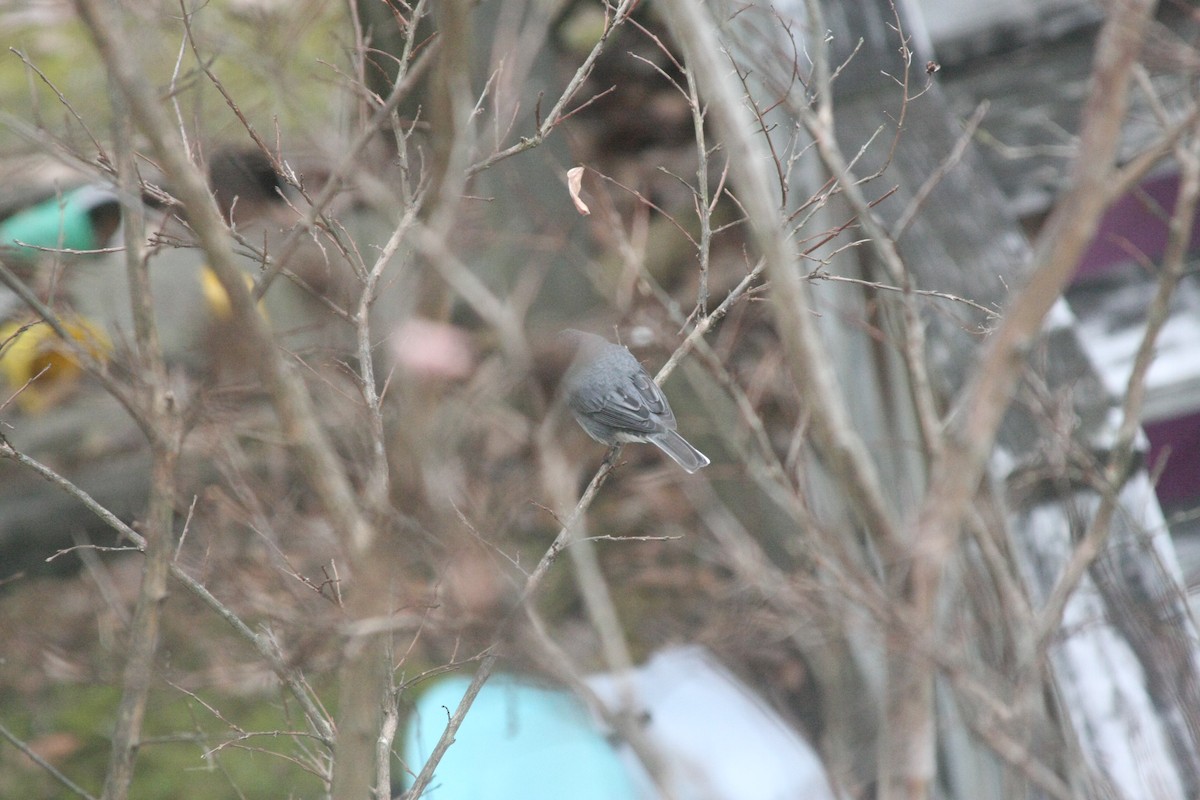 vinterjunko - ML646359552