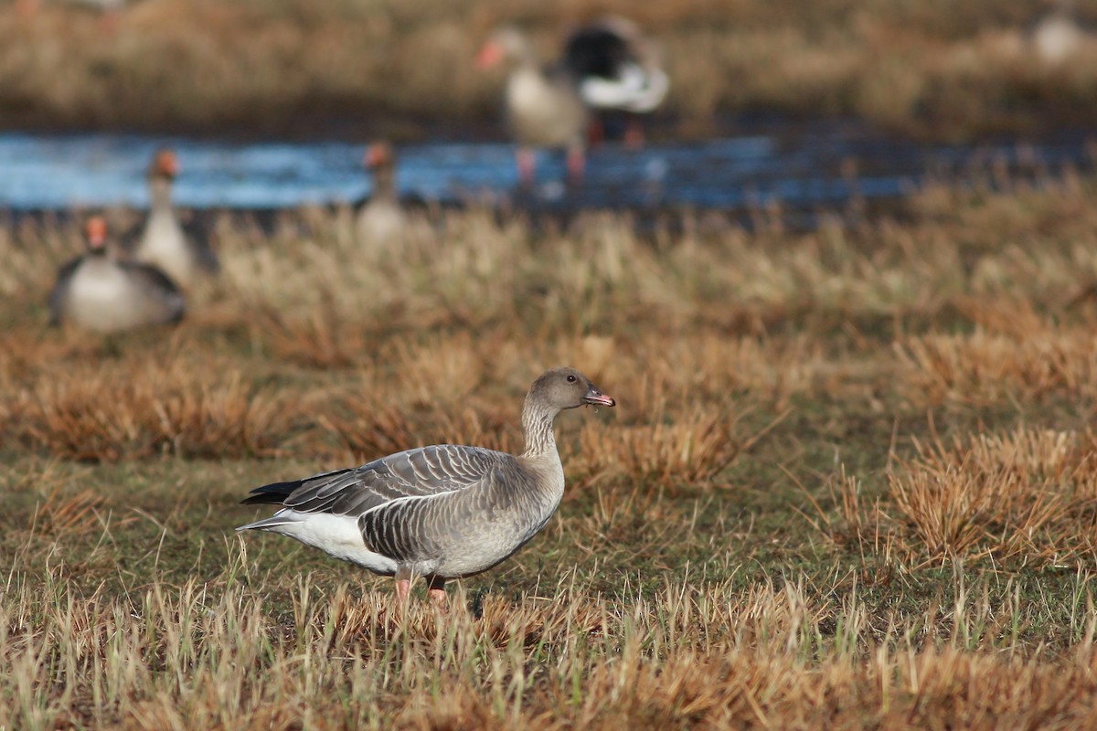 Pink-footed Goose - ML646359555
