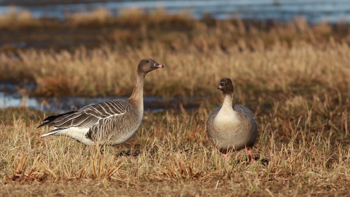 Pink-footed Goose - ML646359556