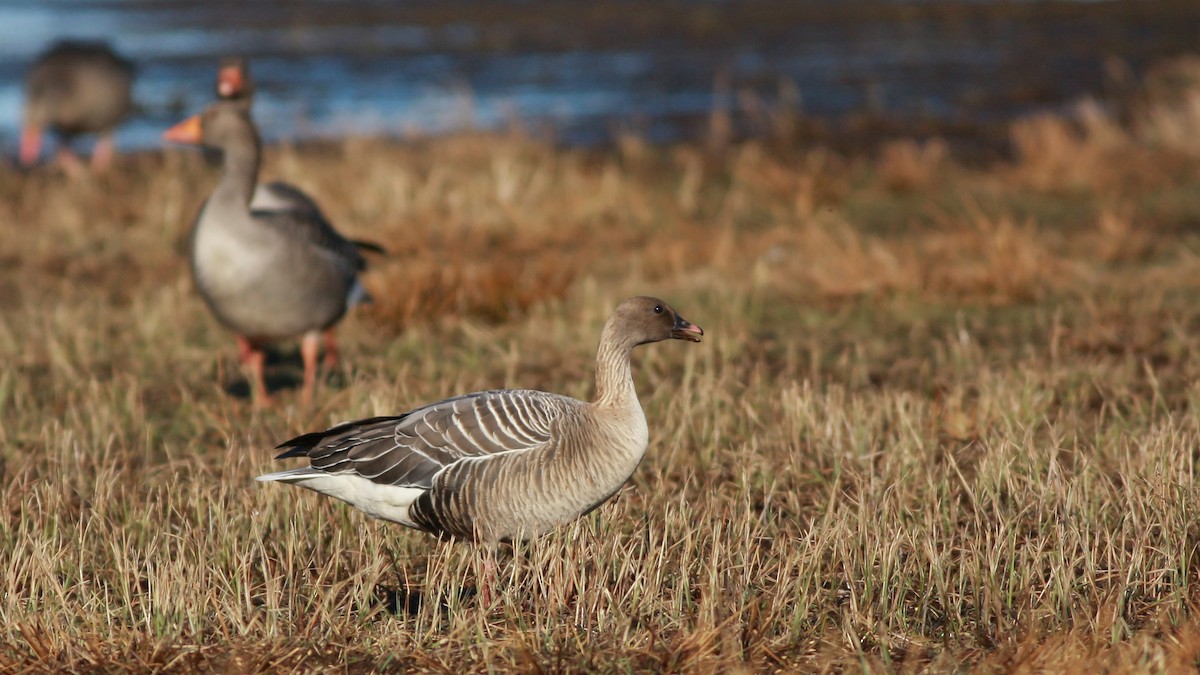 Pink-footed Goose - ML646359557