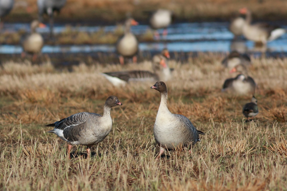 Pink-footed Goose - ML646359558