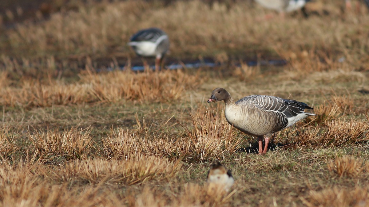 Pink-footed Goose - ML646359559