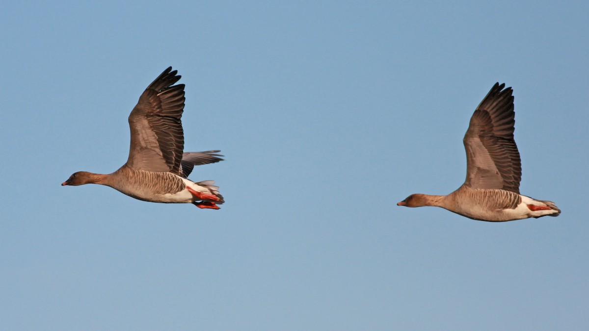 Pink-footed Goose - ML646359560