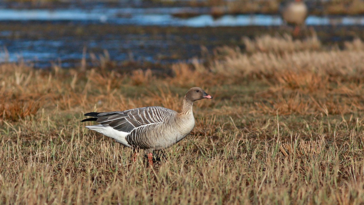 Pink-footed Goose - ML646359561
