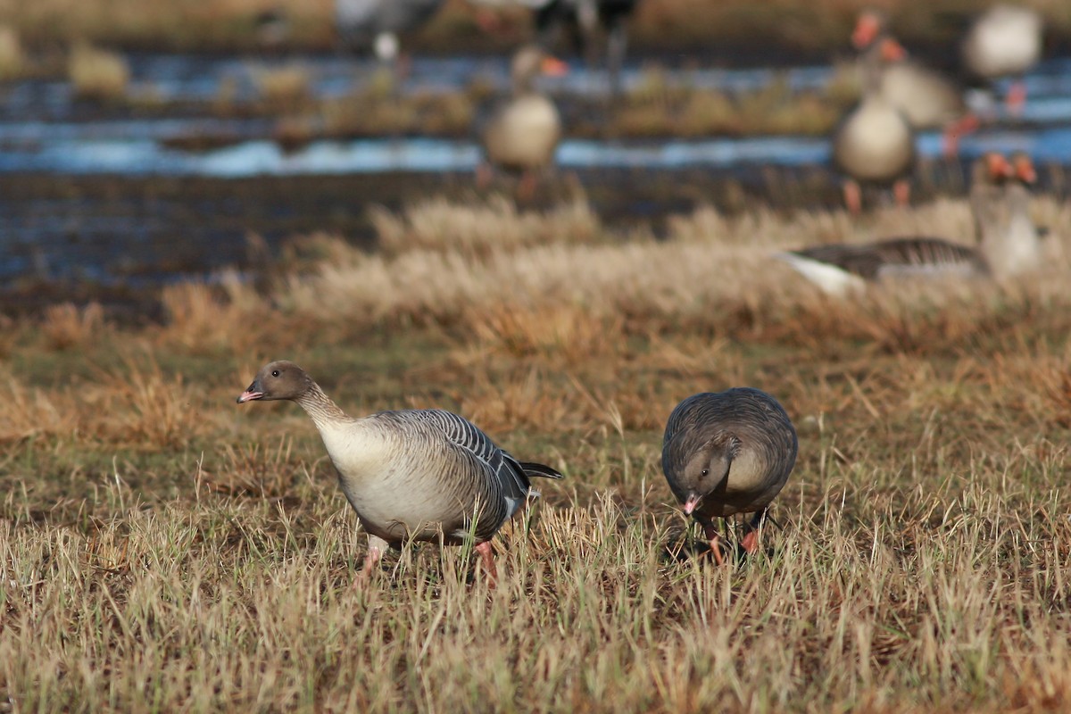 Pink-footed Goose - ML646359562