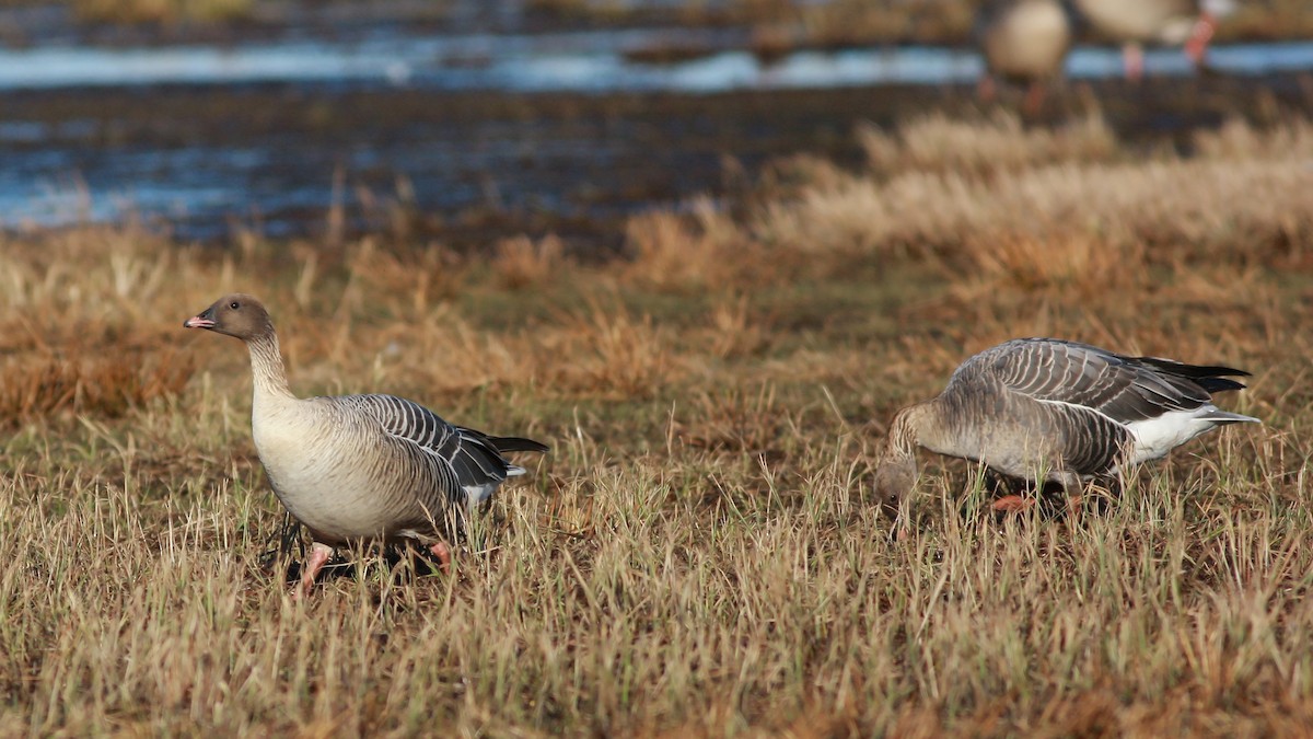 Pink-footed Goose - ML646359563