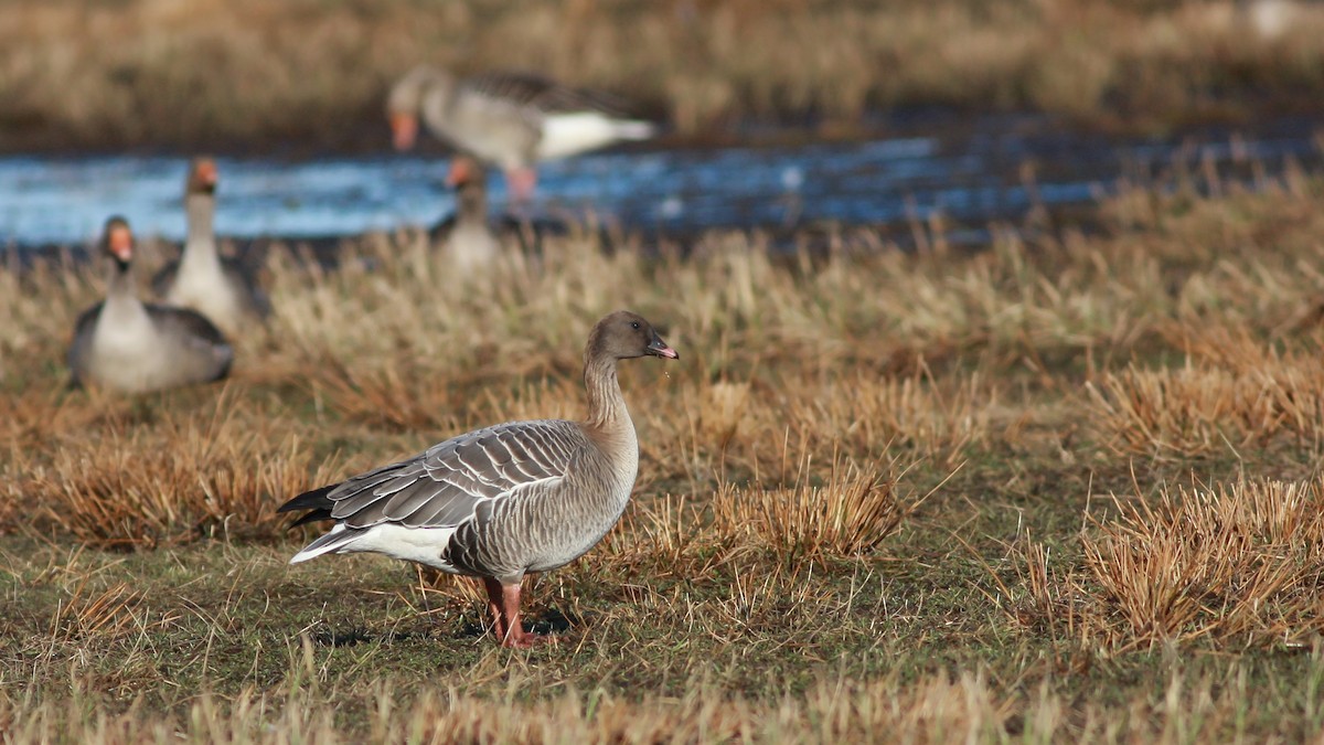 Pink-footed Goose - ML646359564
