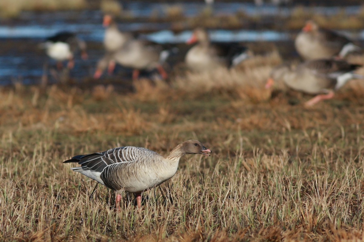 Pink-footed Goose - ML646359565