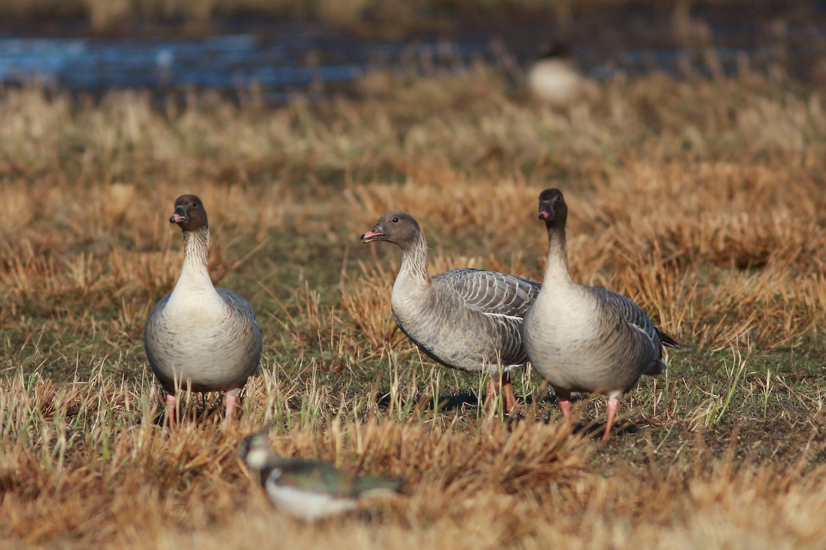 Pink-footed Goose - ML646359566
