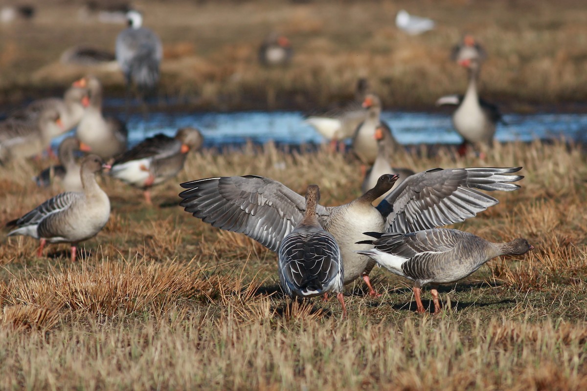 Pink-footed Goose - ML646359567