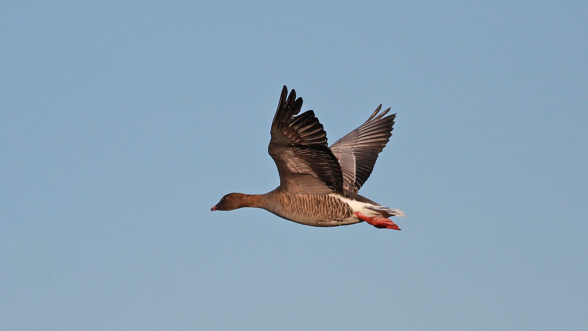 Pink-footed Goose - ML646359568