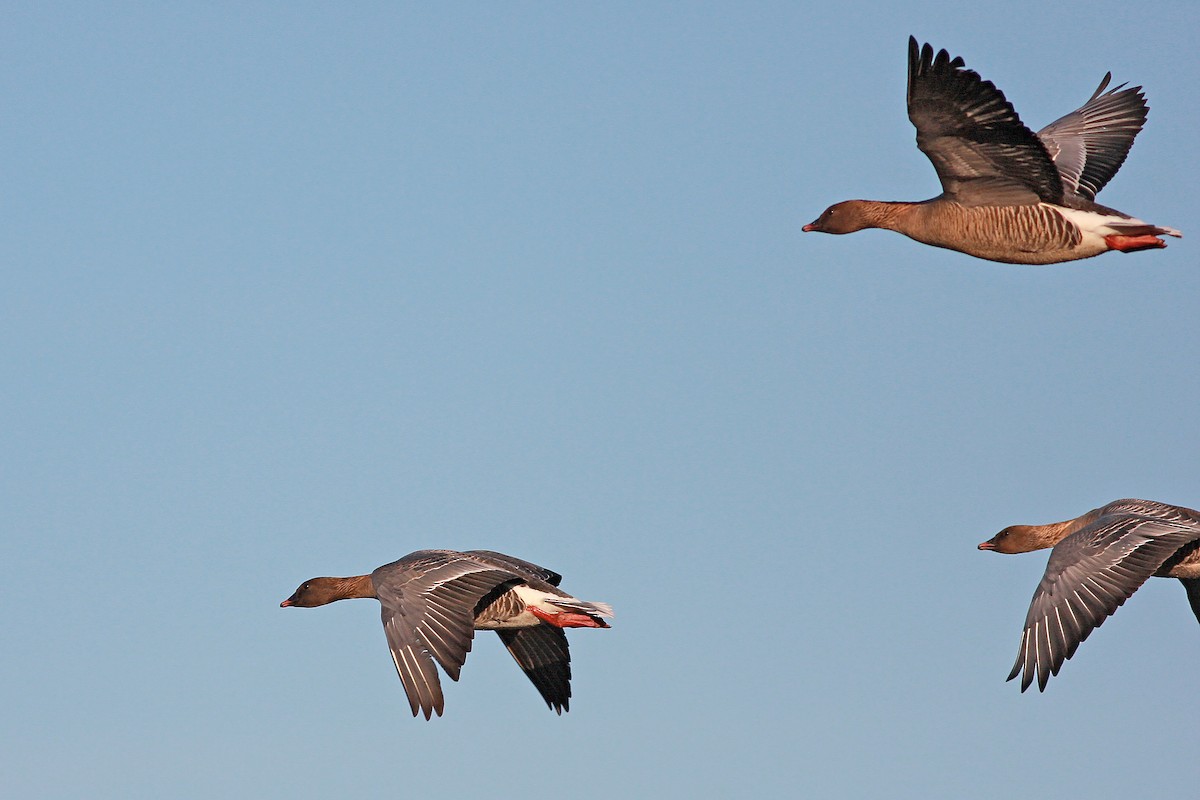 Pink-footed Goose - ML646359569