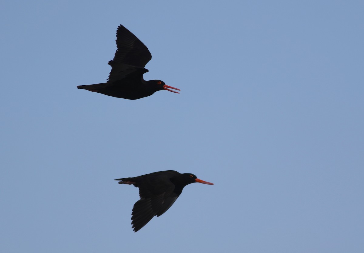 Sooty Oystercatcher - ML646359582