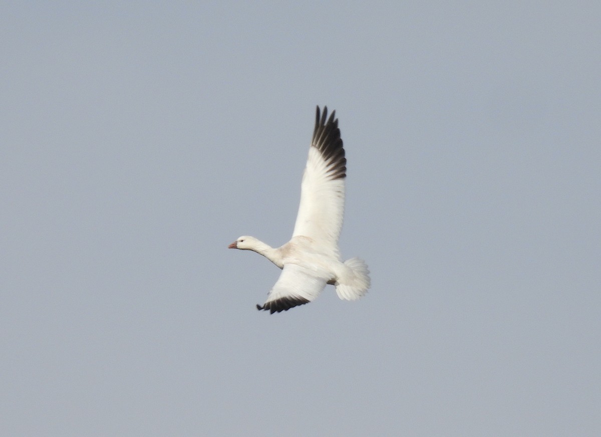 Ross's Goose - ML646359586