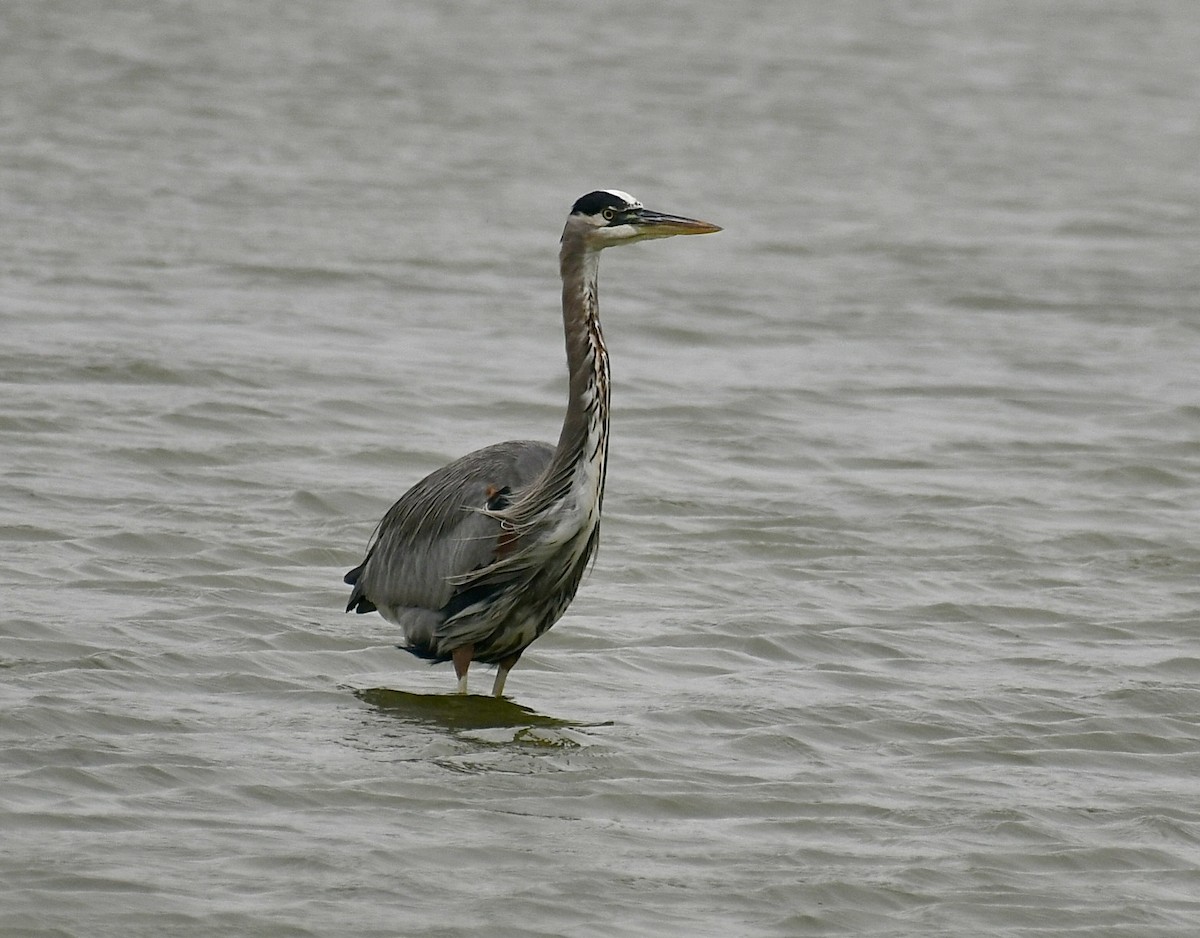 Great Blue Heron - ML646359590