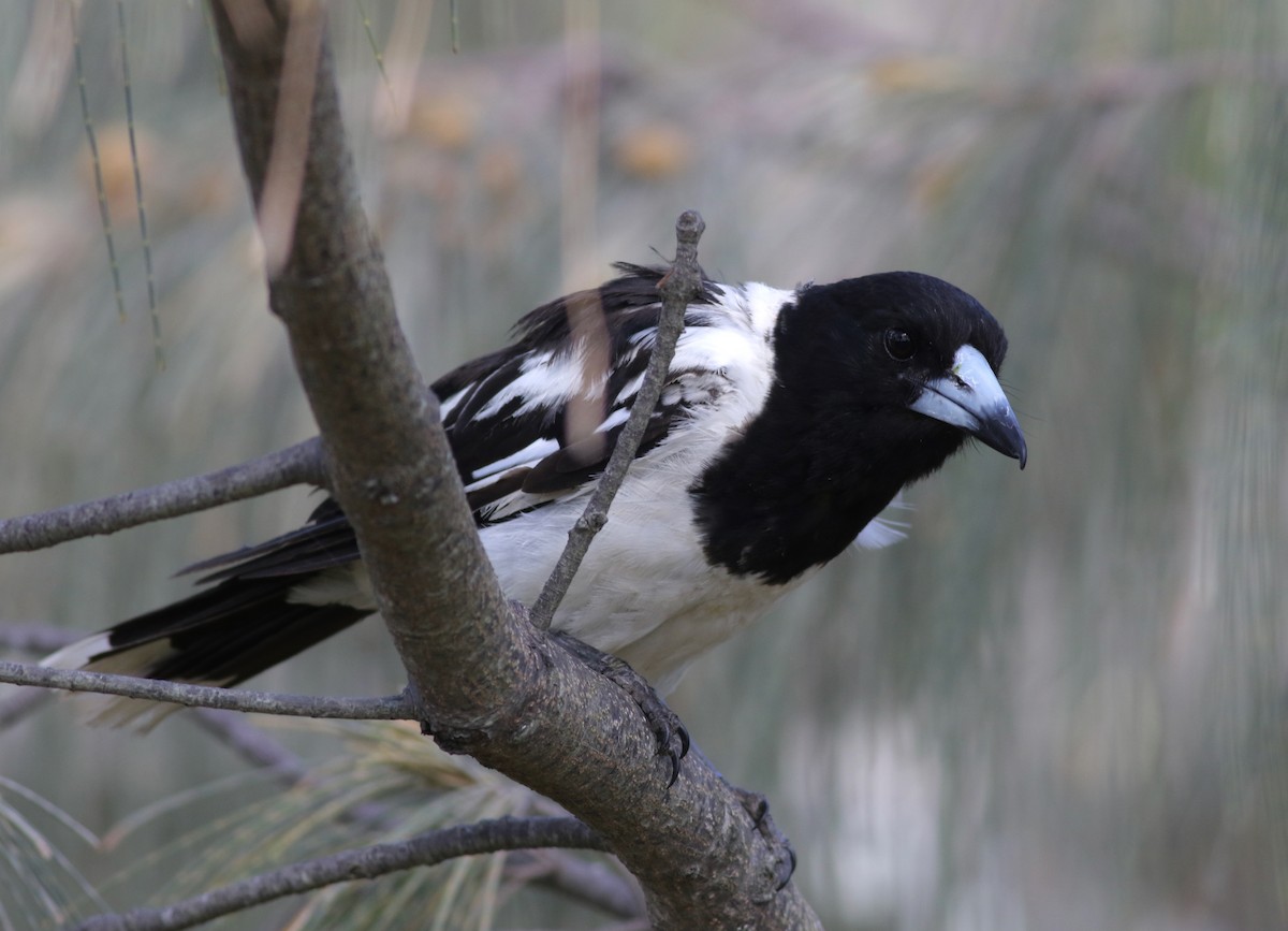Pied Butcherbird - ML646359591