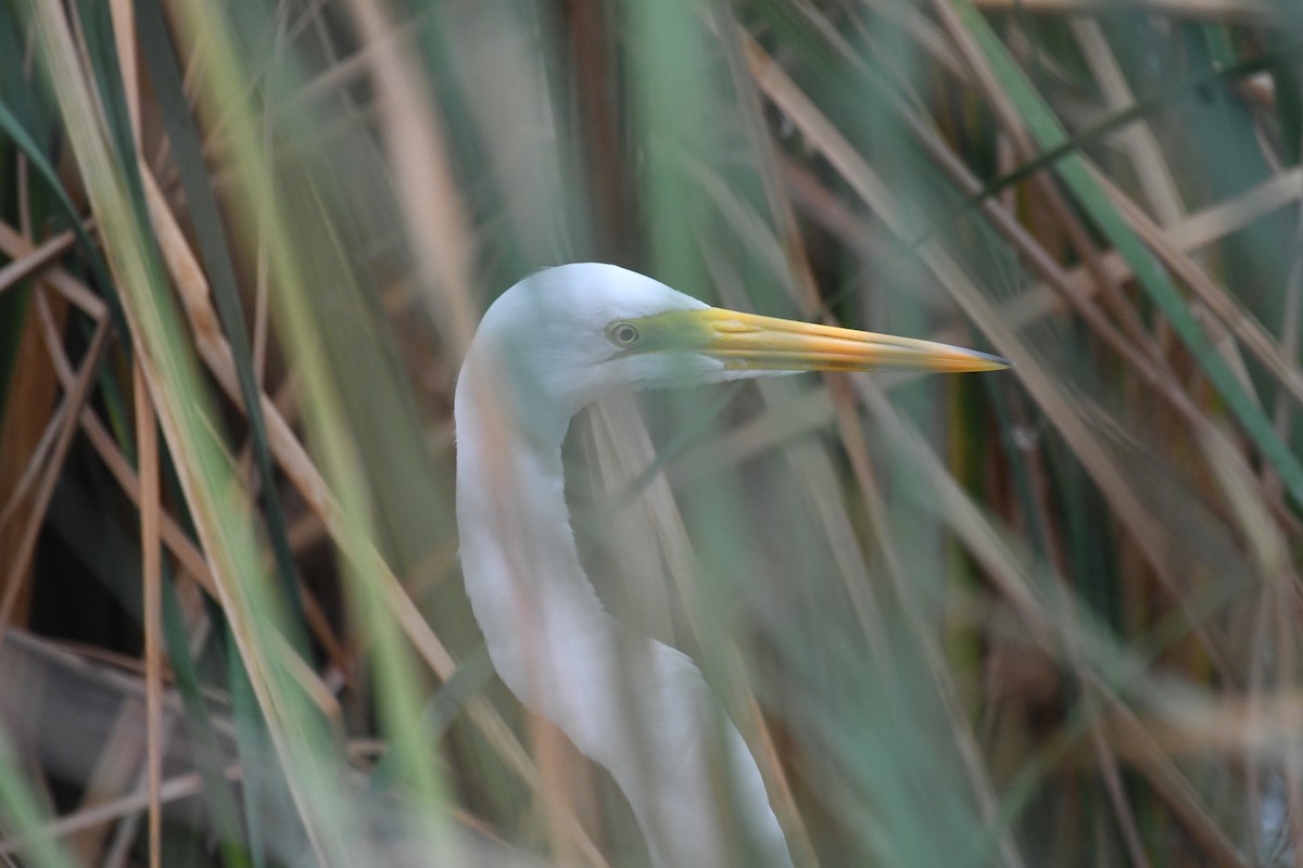 Great Egret - ML646359595