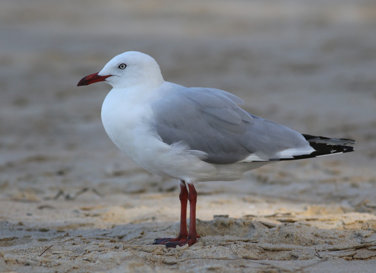 Silver Gull - ML646359599