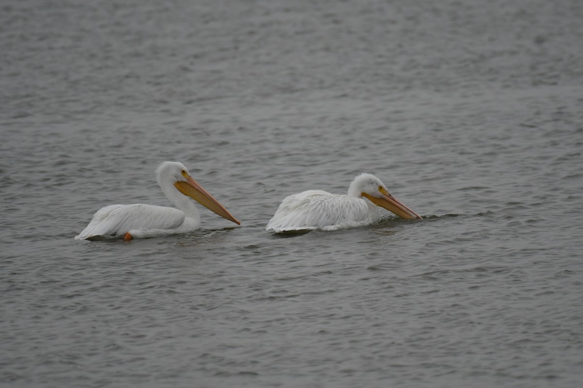 American White Pelican - ML646359601