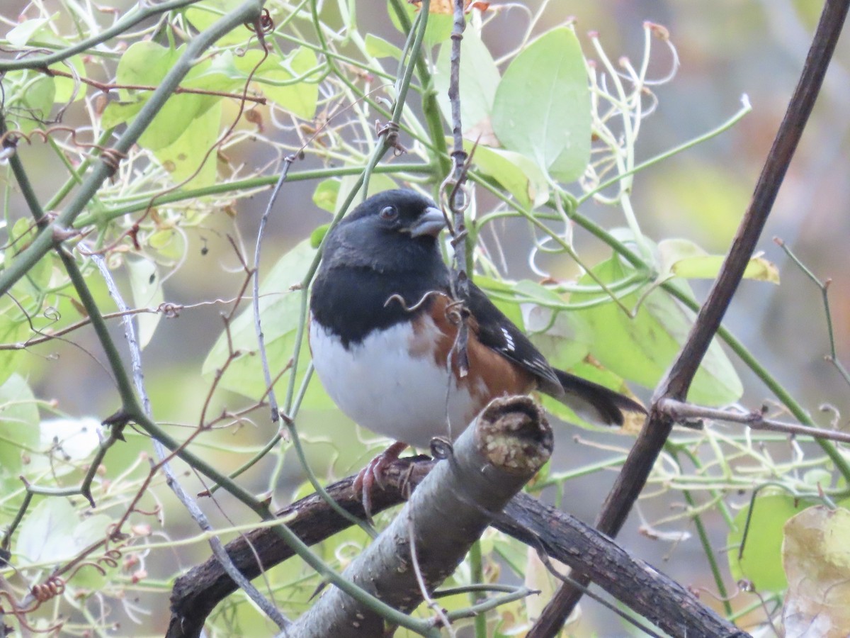 Eastern Towhee - ML646359603