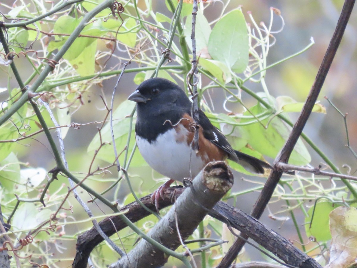 Eastern Towhee - ML646359604
