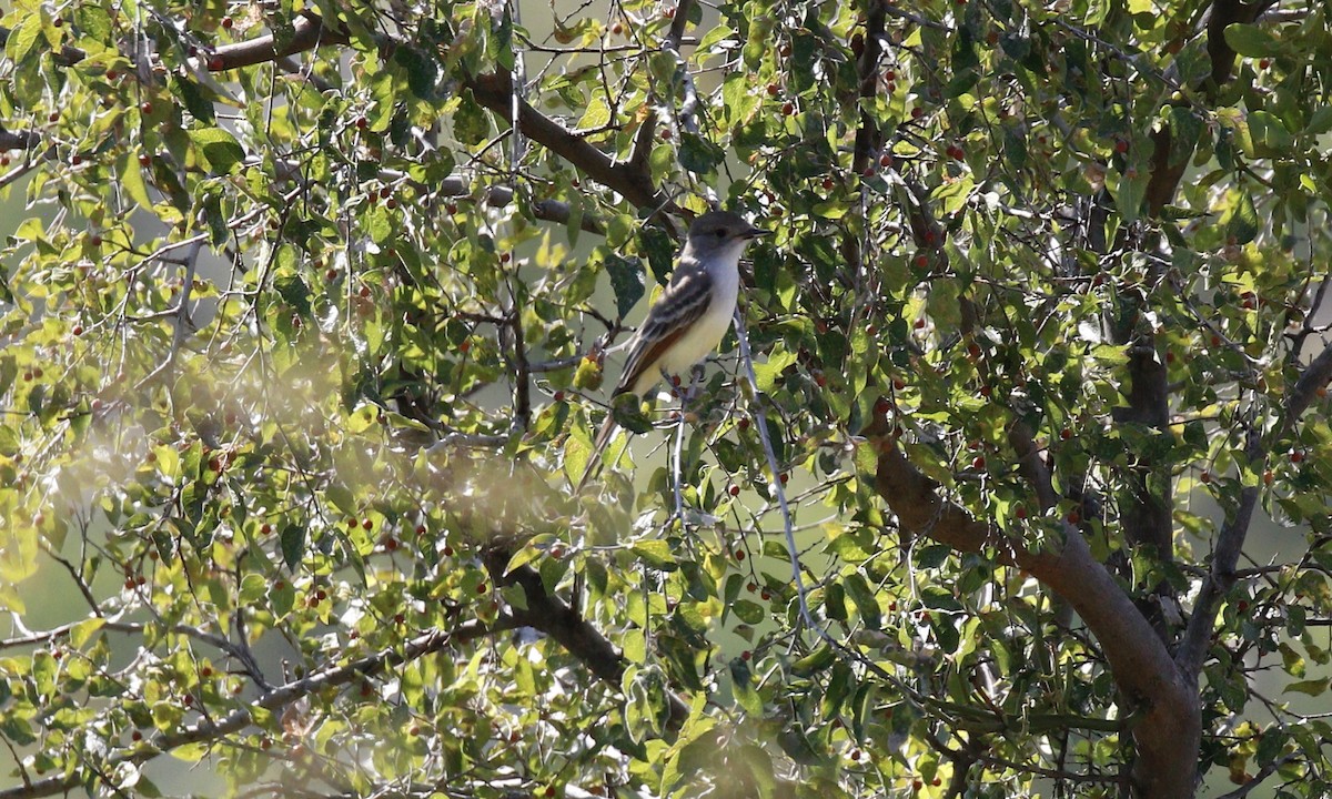 Ash-throated Flycatcher - ML646359606