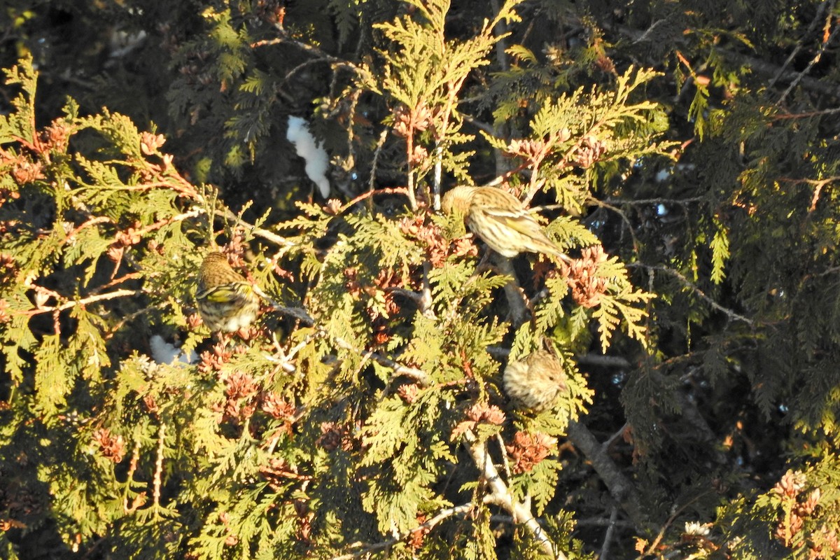 Pine Siskin - ML646359609