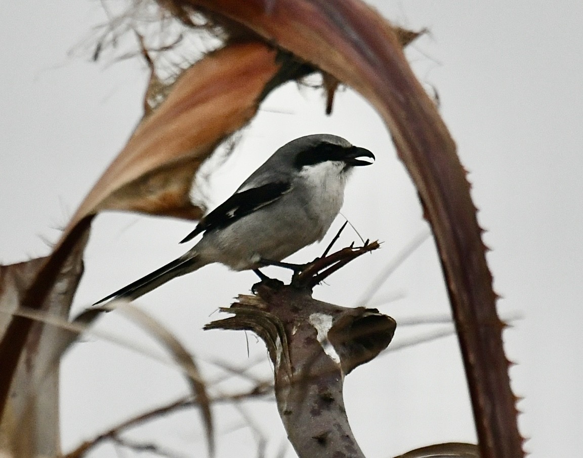 Loggerhead Shrike - ML646359611