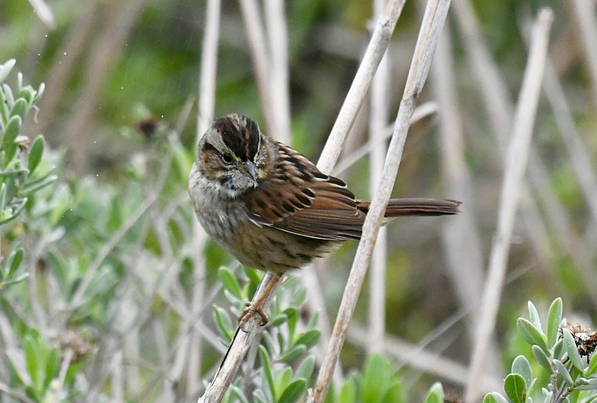 Swamp Sparrow - ML646359623