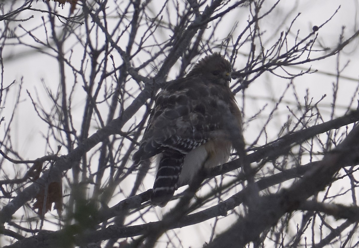 Red-shouldered Hawk - ML646359627
