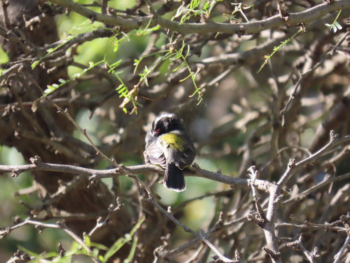 Bananaquit - ML646359631