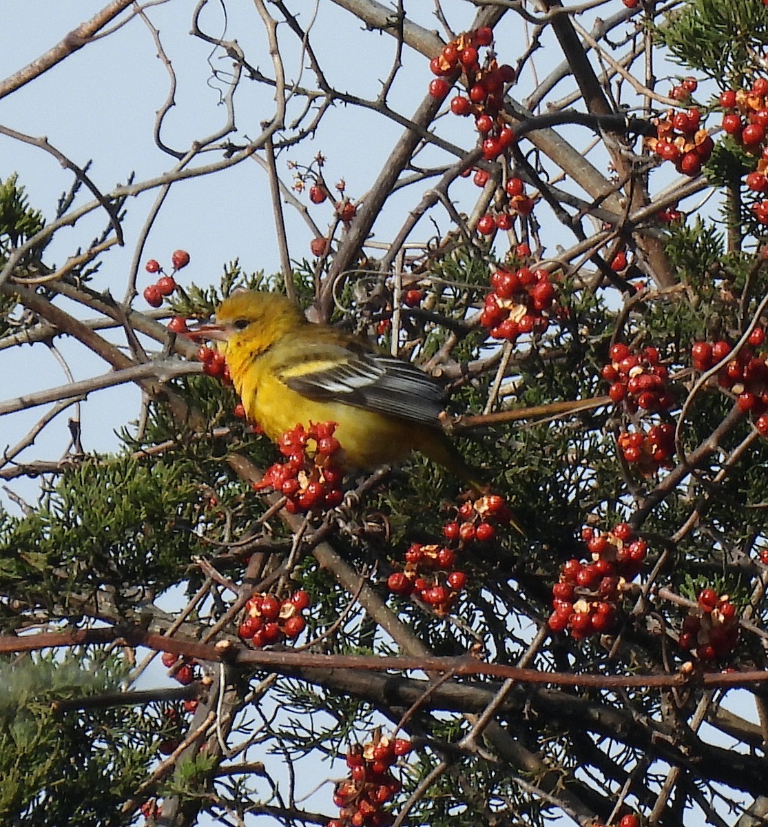 Baltimore Oriole - ML646359632