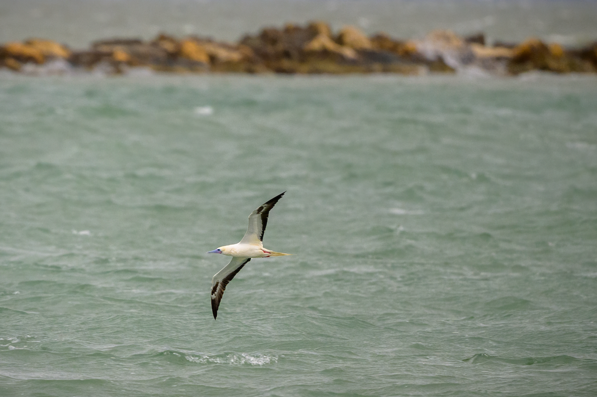 Сула червононога - ML646359633