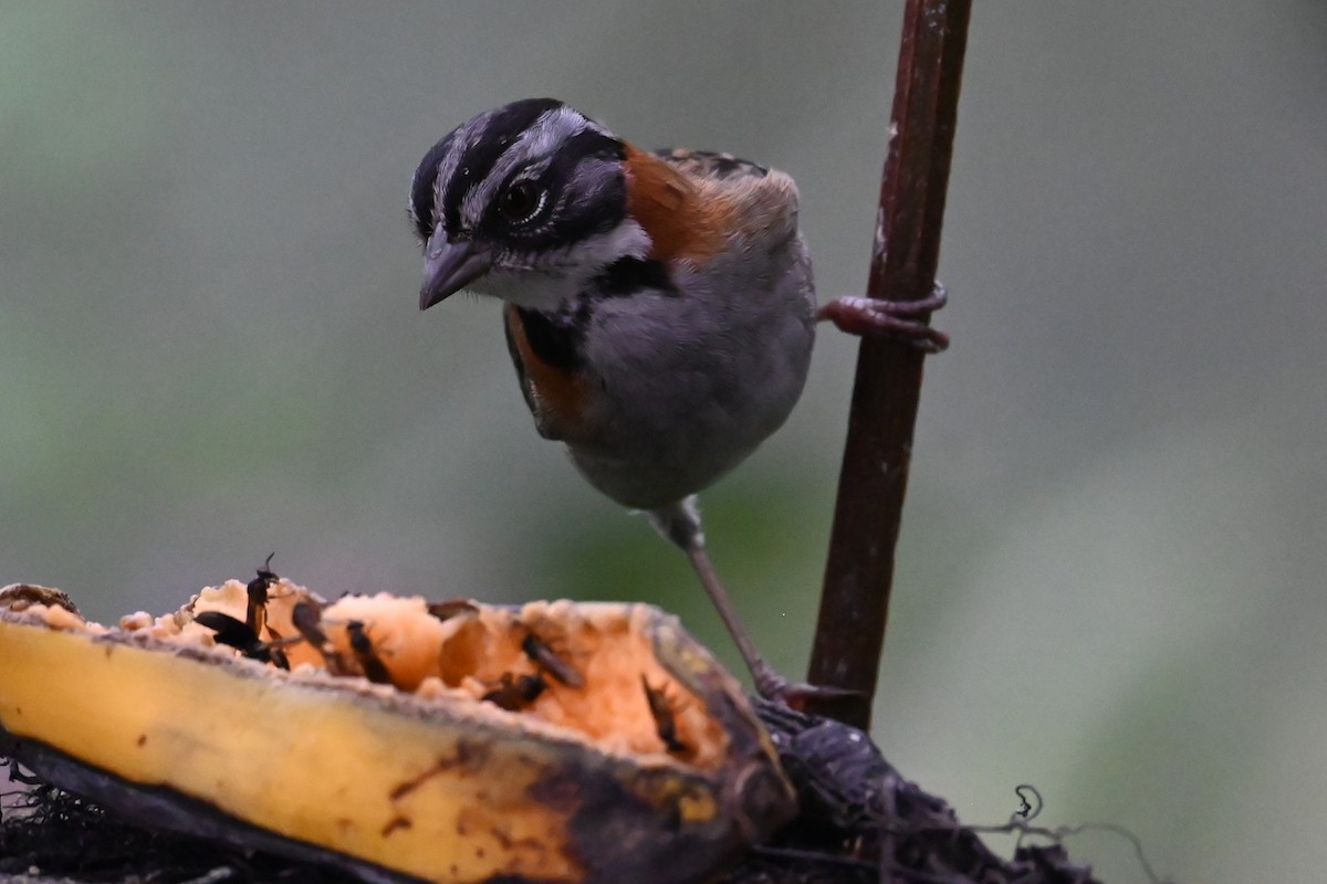 Rufous-collared Sparrow - ML646359636