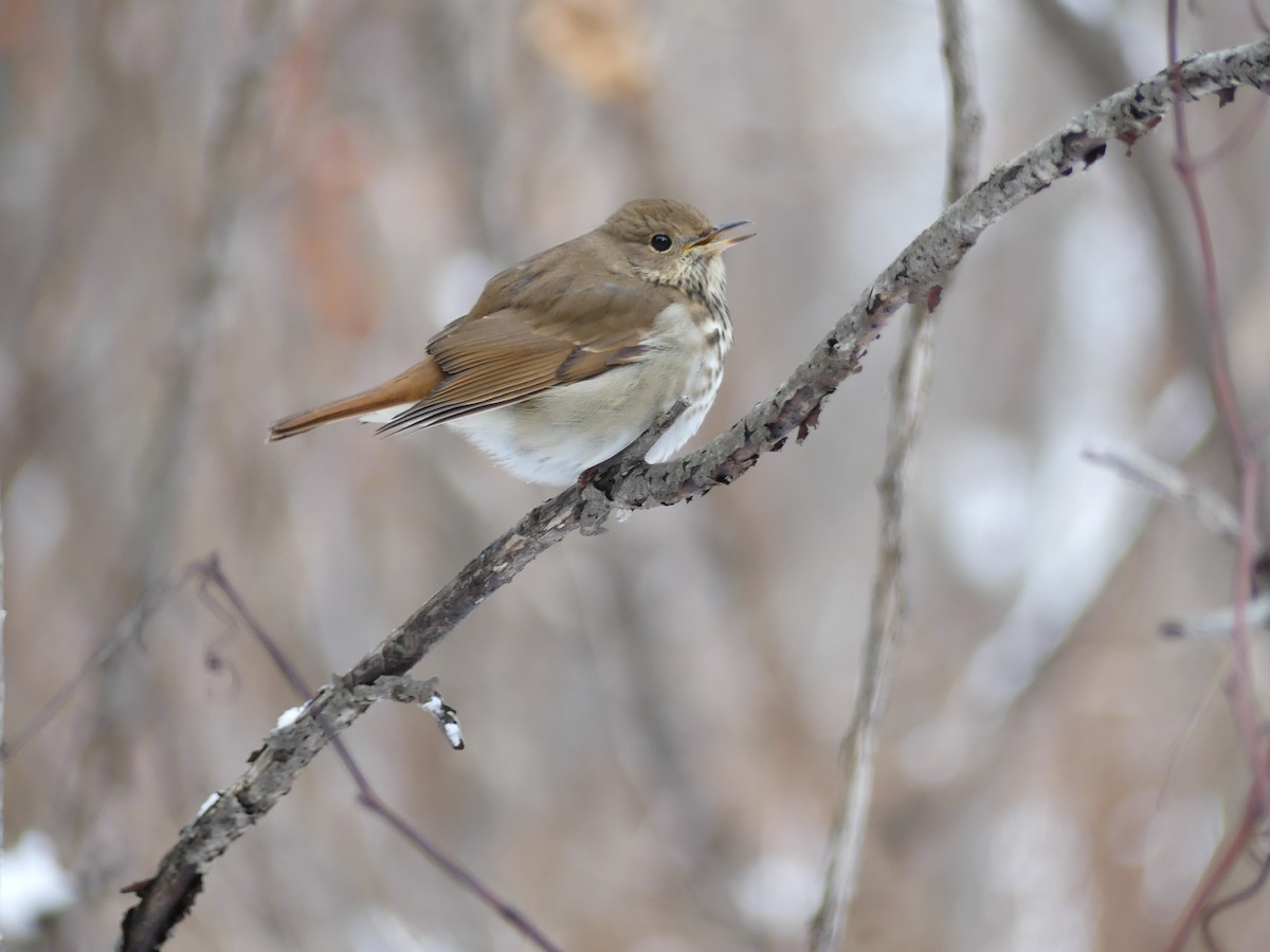 Hermit Thrush - ML646359637