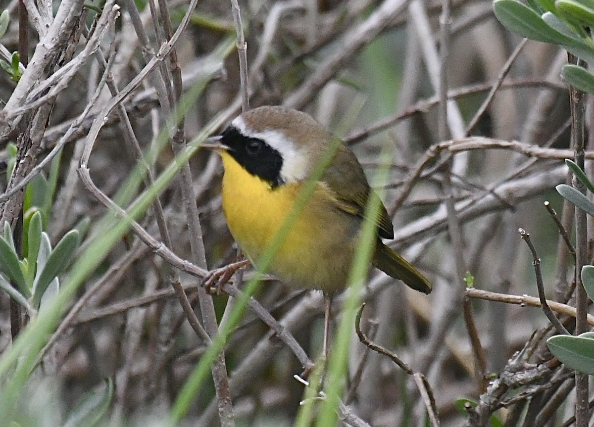 Common Yellowthroat - ML646359644