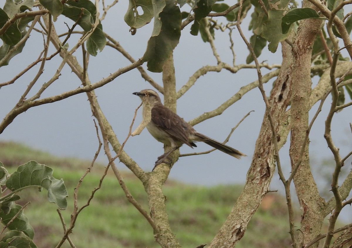 Chalk-browed Mockingbird - ML646359650