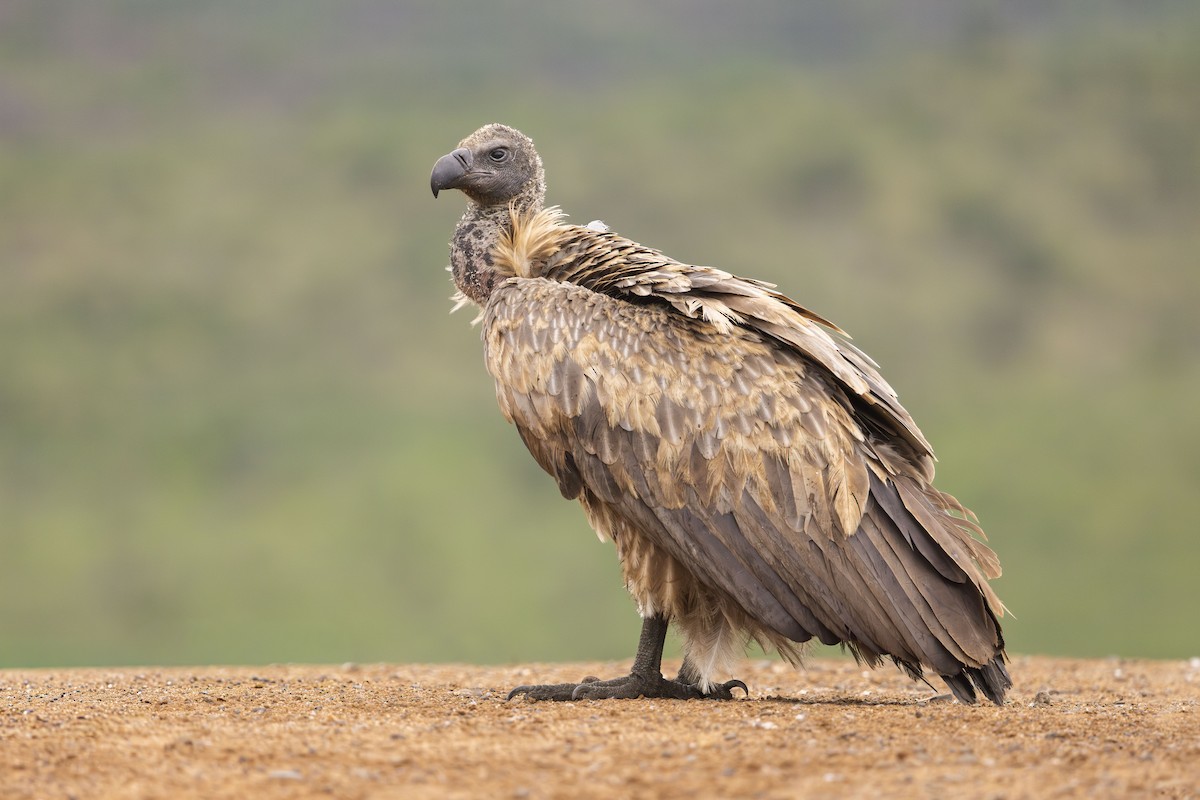 White-backed Vulture - ML646359658